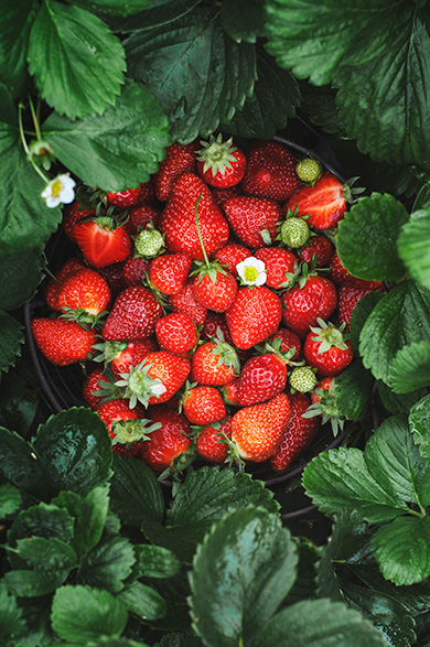 Fraises du jardin